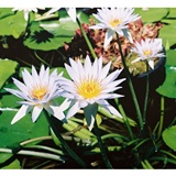 dailyPhoto7