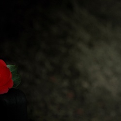 dailyPhoto37