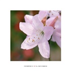 dailyPhoto3