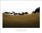 dailyPhoto36