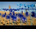 dailyPhoto30