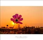 dailyPhoto1