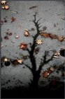 dailyPhoto40