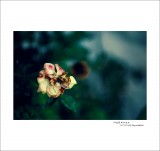 dailyPhoto9