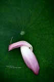 dailyPhoto13