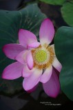 dailyPhoto7