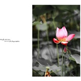 dailyPhoto5