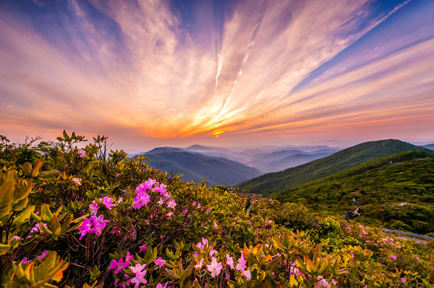 gallery_image