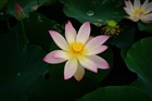dailyPhoto33