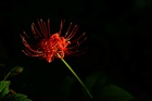 dailyPhoto38