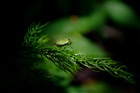 dailyPhoto38