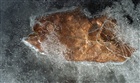 dailyPhoto13
