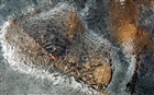 dailyPhoto1