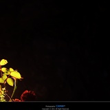 dailyPhoto18