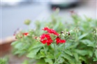 dailyPhoto5
