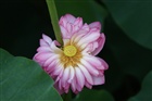dailyPhoto31