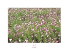 dailyPhoto12