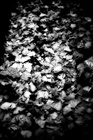 dailyPhoto14