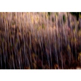 dailyPhoto22