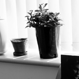 dailyPhoto35