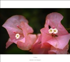 dailyPhoto4