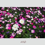 dailyPhoto25