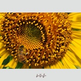 dailyPhoto32