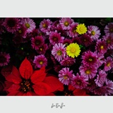 dailyPhoto20