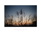 dailyPhoto36