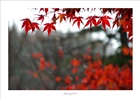 dailyPhoto31