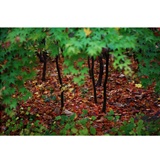 dailyPhoto30