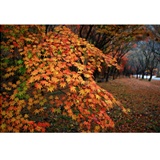 dailyPhoto1