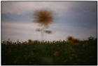 dailyPhoto8