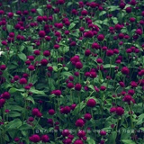 dailyPhoto20