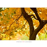 dailyPhoto37