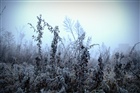 dailyPhoto3