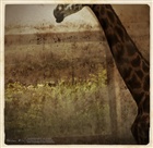 dailyPhoto11