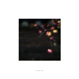 dailyPhoto35