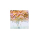 dailyPhoto5