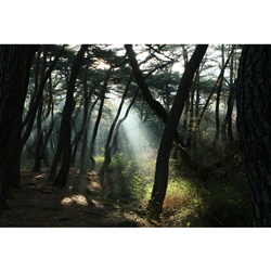 dailyPhoto16