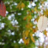 dailyPhoto13