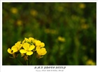dailyPhoto38