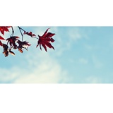 dailyPhoto22