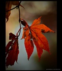 dailyPhoto32