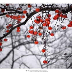 dailyPhoto31