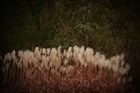 dailyPhoto5