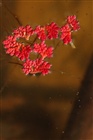 dailyPhoto33