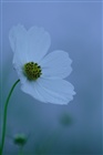 dailyPhoto1