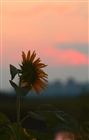 dailyPhoto34