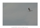 dailyPhoto26